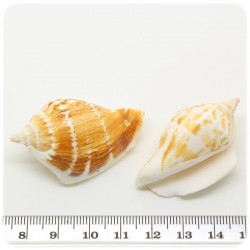 6 PZ - PERLINE CONCHIGLIA 50x23 MM - FORATE